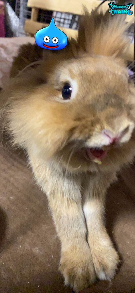 うさぎの頭に乗せるな うさぎ飼育の もねもかどっとねっと うさぎの頭に乗せるな うさぎ飼育の もねもかどっとねっと