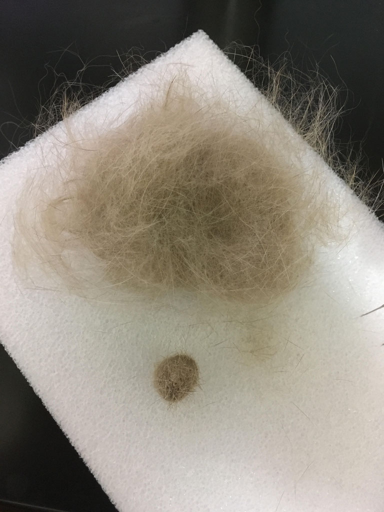羊毛フェルトならぬ兎毛フェルト うさぎ飼育の もねもかどっとねっと 羊毛フェルトならぬ兎毛フェルト うさぎ飼育の もねもかどっとねっと