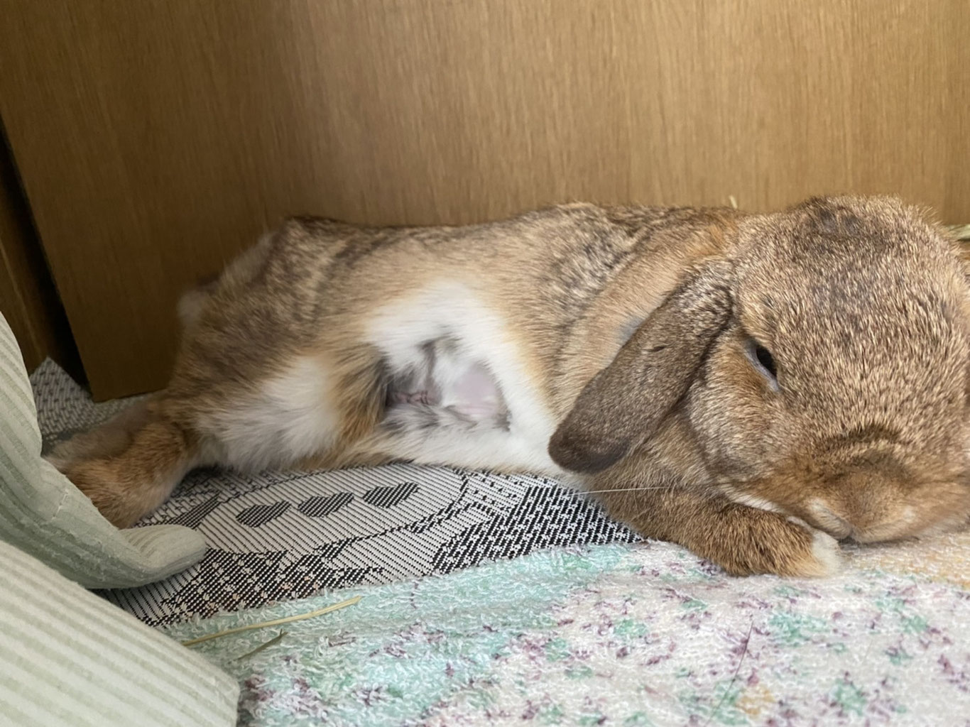 うさぎの避妊手術にっき うさぎ飼育の もねもかどっとねっと うさぎの避妊手術にっき うさぎ飼育の もねもかどっとねっと