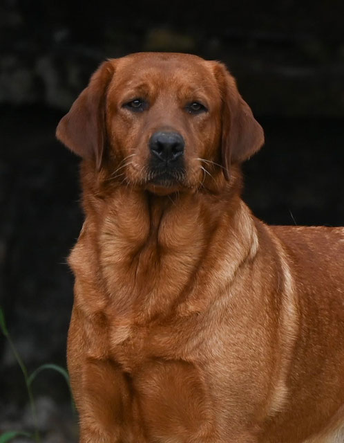 Dams Golden & Labrador Retrievers Iowa