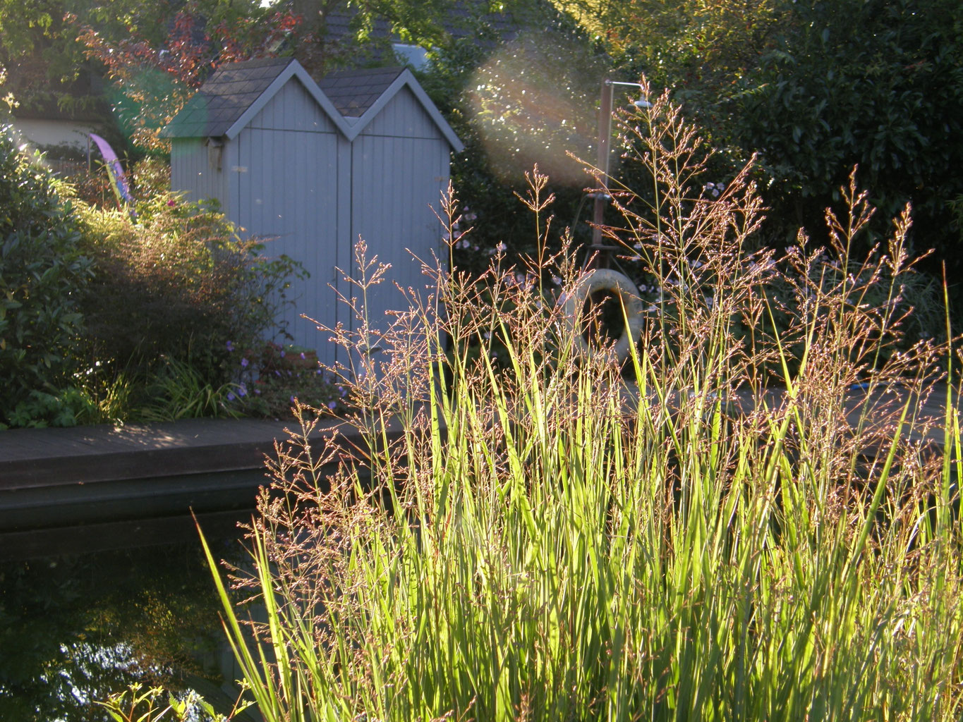 Gras mit Haltung - die Rutenhirse - ich bin im garten.de