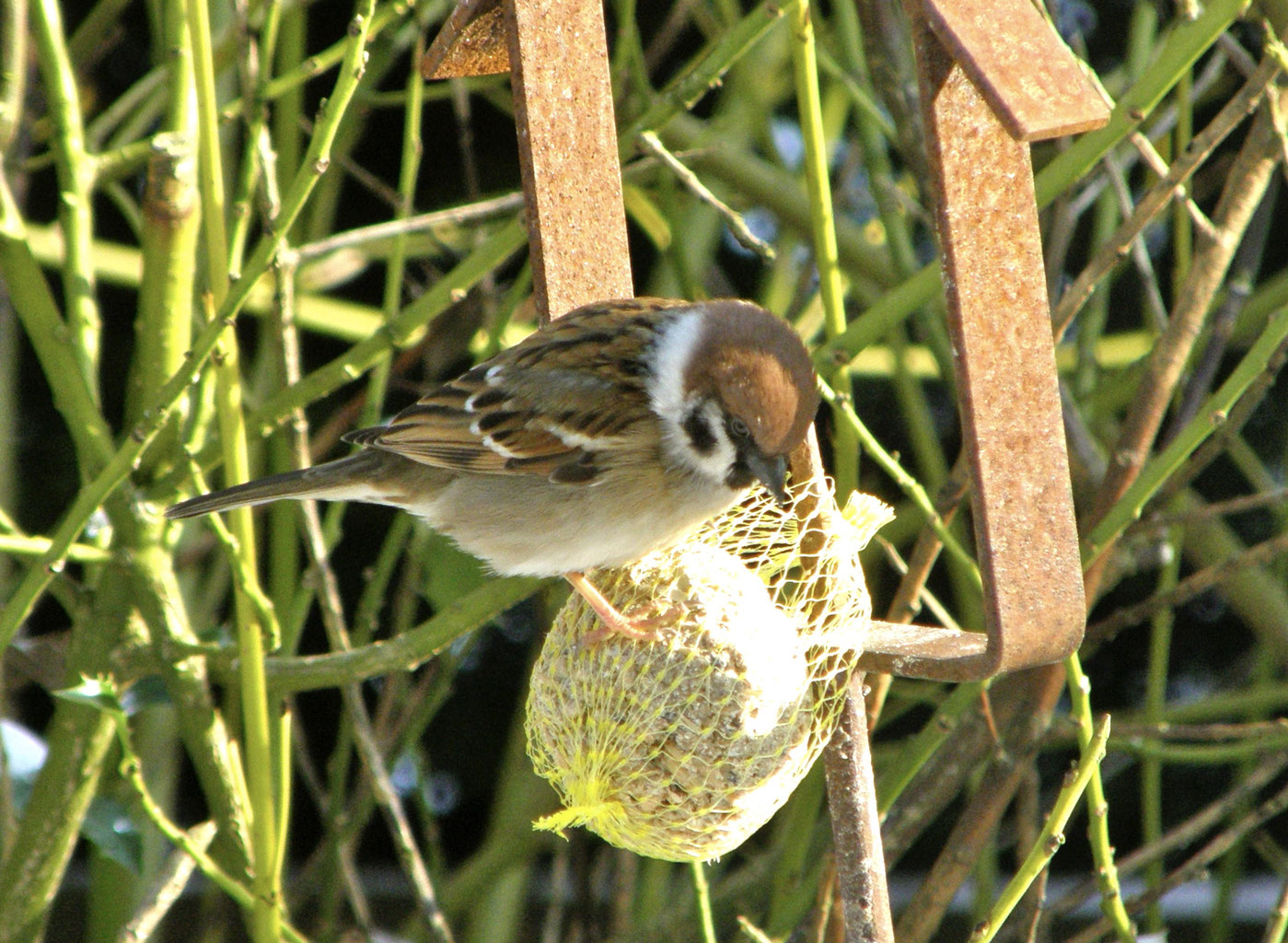 Stunde Der Wintervogel Ich Bin Im Garten De