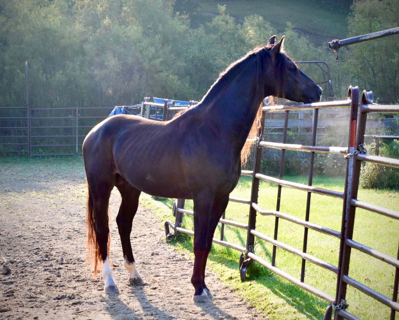 Foundation Horses for sale.