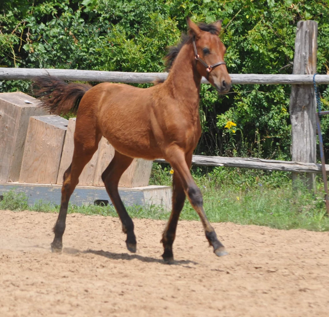Foundation Horses for sale.