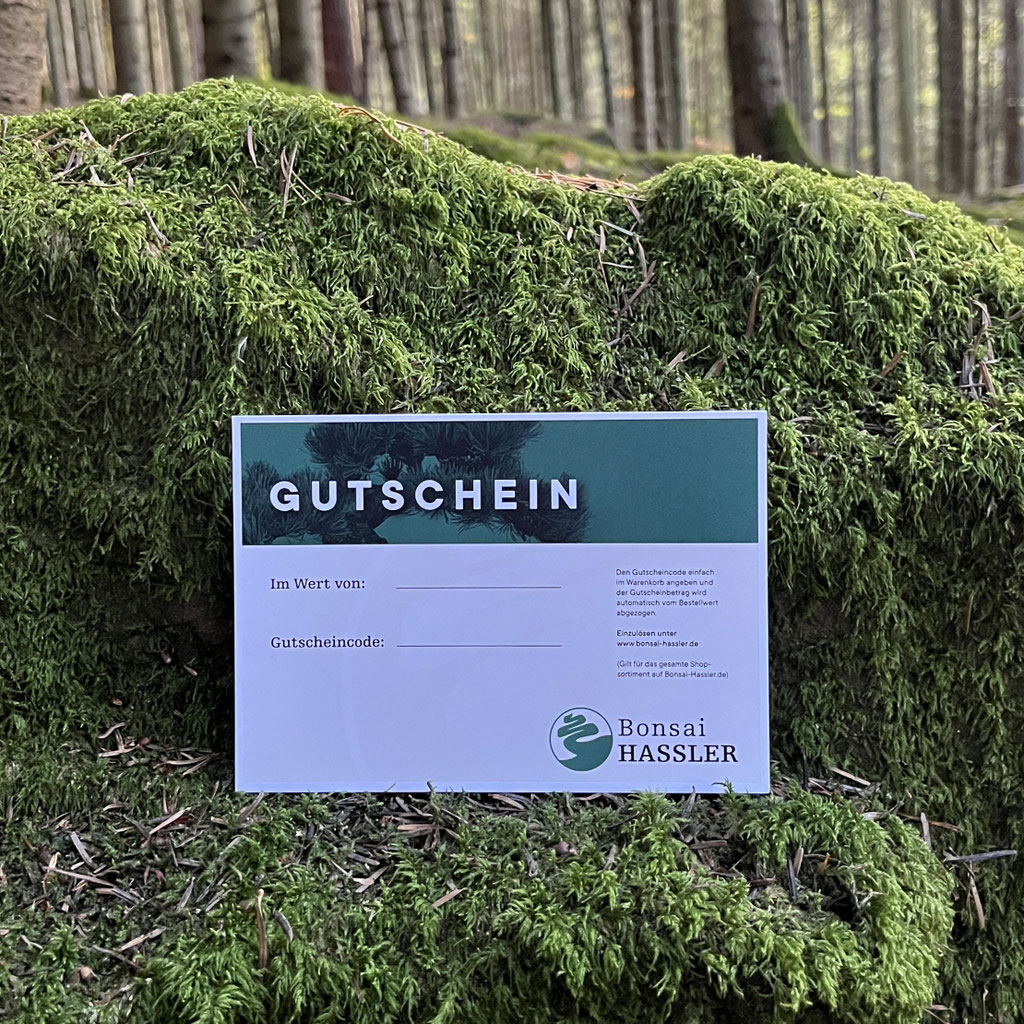 Geschenkideen fr jeden Anlass - www.bonsai-hassler.de