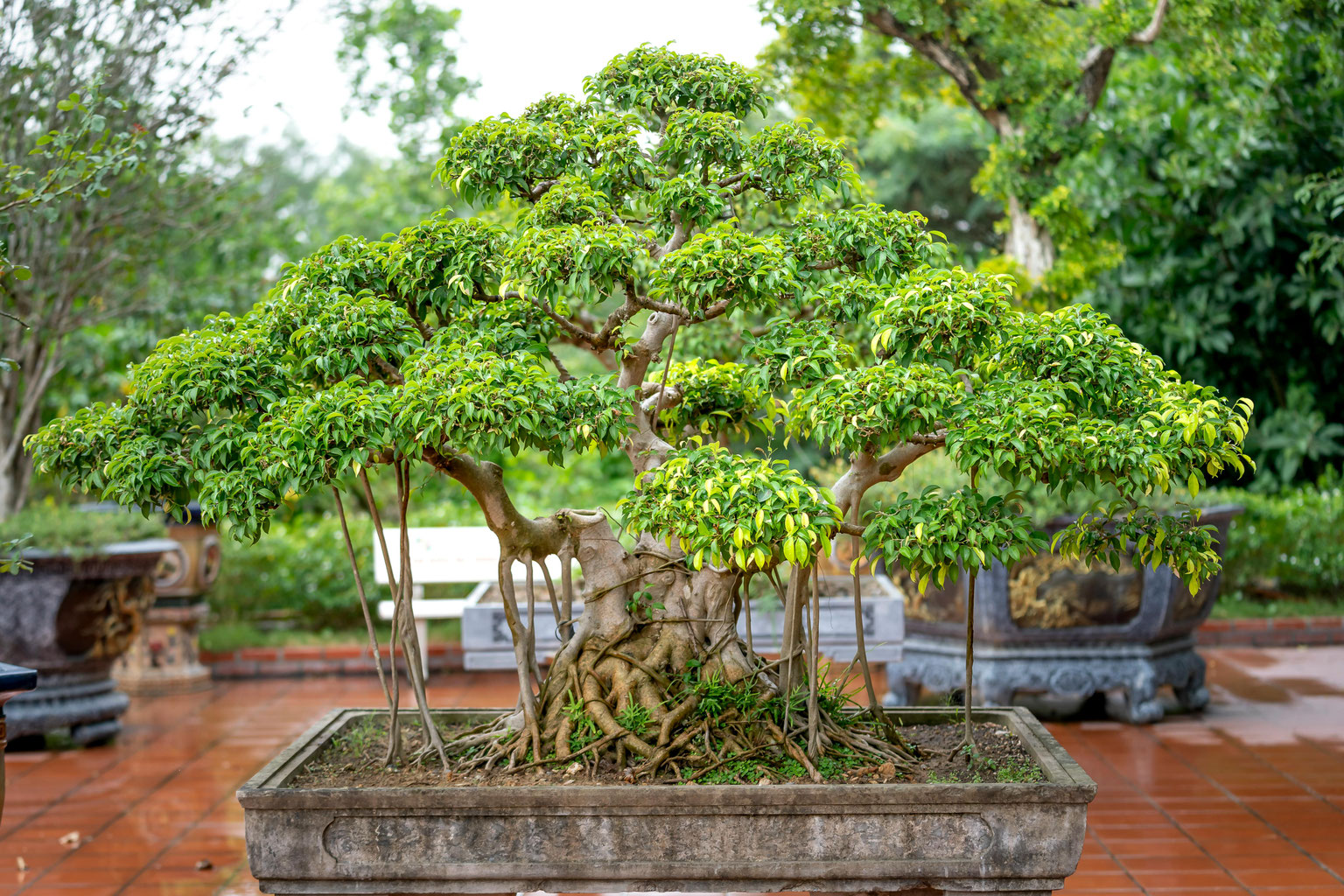 germinate bonsai seeds Grow 8 Bonsai Trees Seeds Set – Grow Buddha main image 1