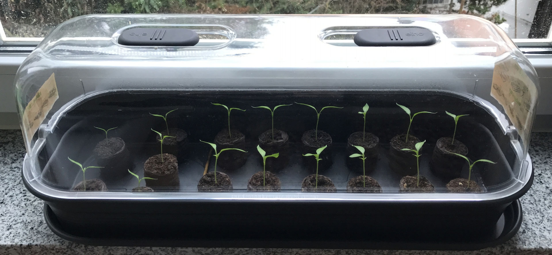 Die Gartensaison wird eingeläutet – Aussaattipps für den Februar