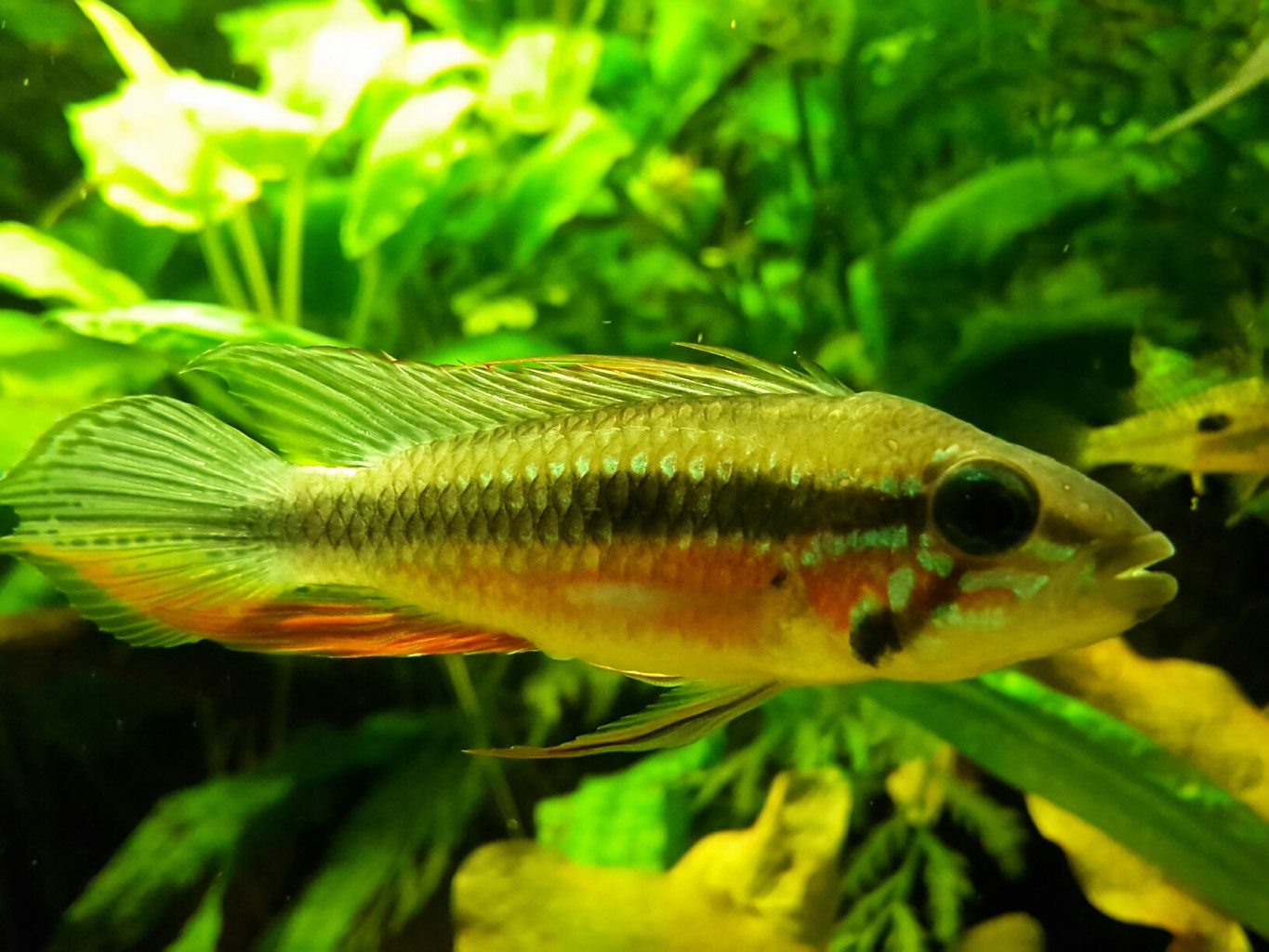 Apistogramma Elizabethae Webseite!