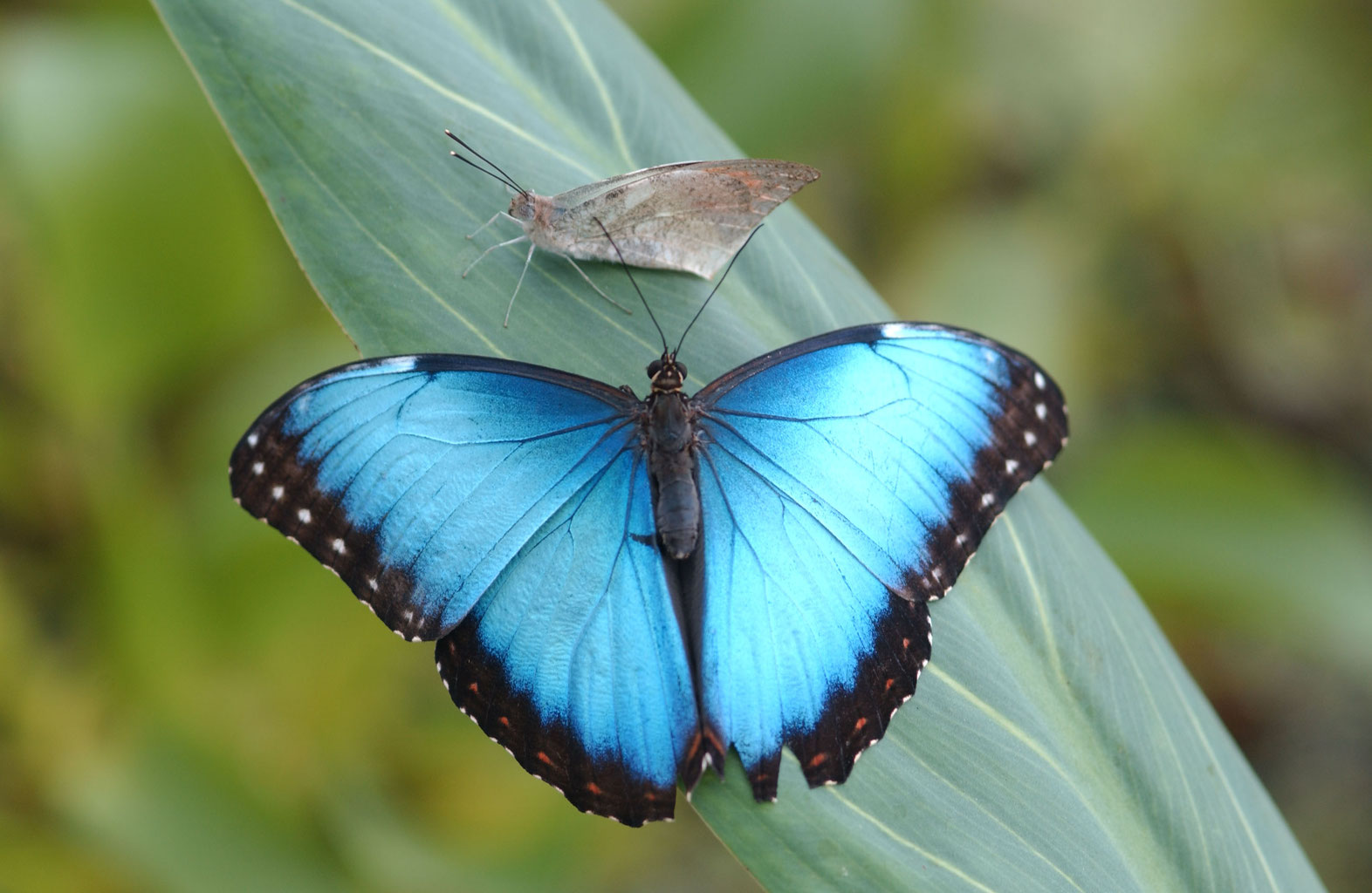 Basteln Botanik Tropische Schmetterlinge Im Botanischen Garten