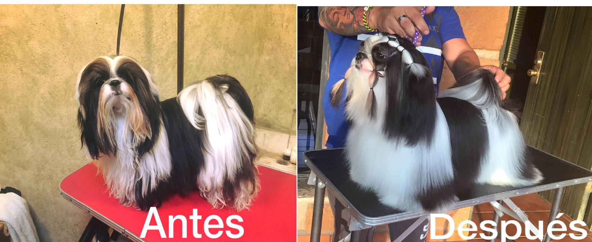 los dientes caninos de los perros vuelven a crecer