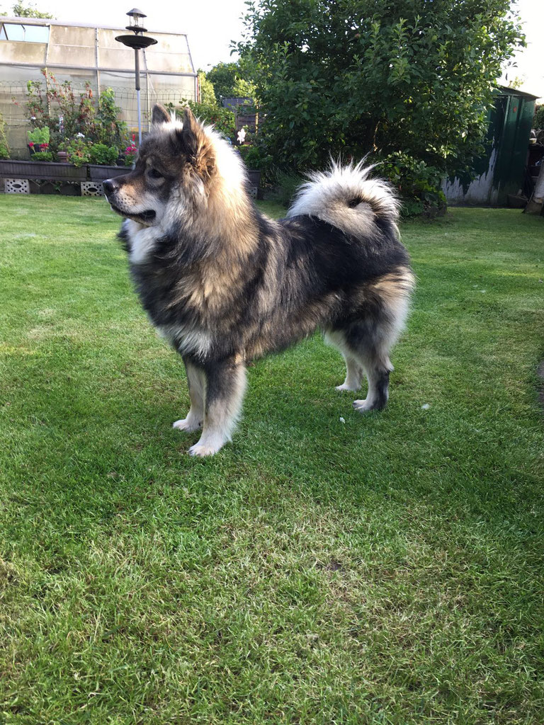 Hr Braun Addy Eurasier Vom Arenholzer See