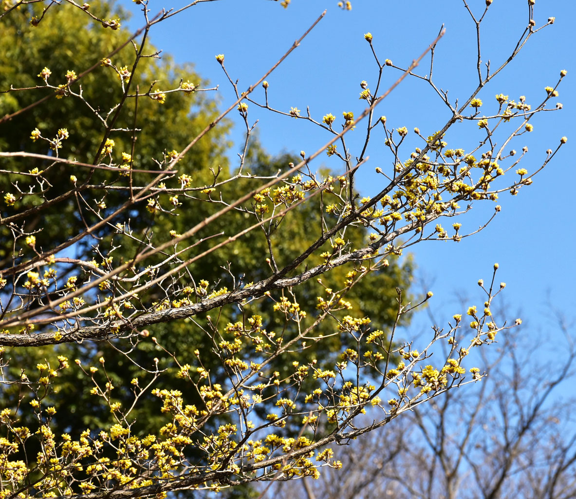 ナツボウズお茶華として如何でしょうか ナツボウズお茶華として如何でしょうか