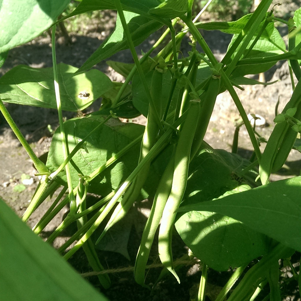Buschbohnen anbauen - Gartenschatz