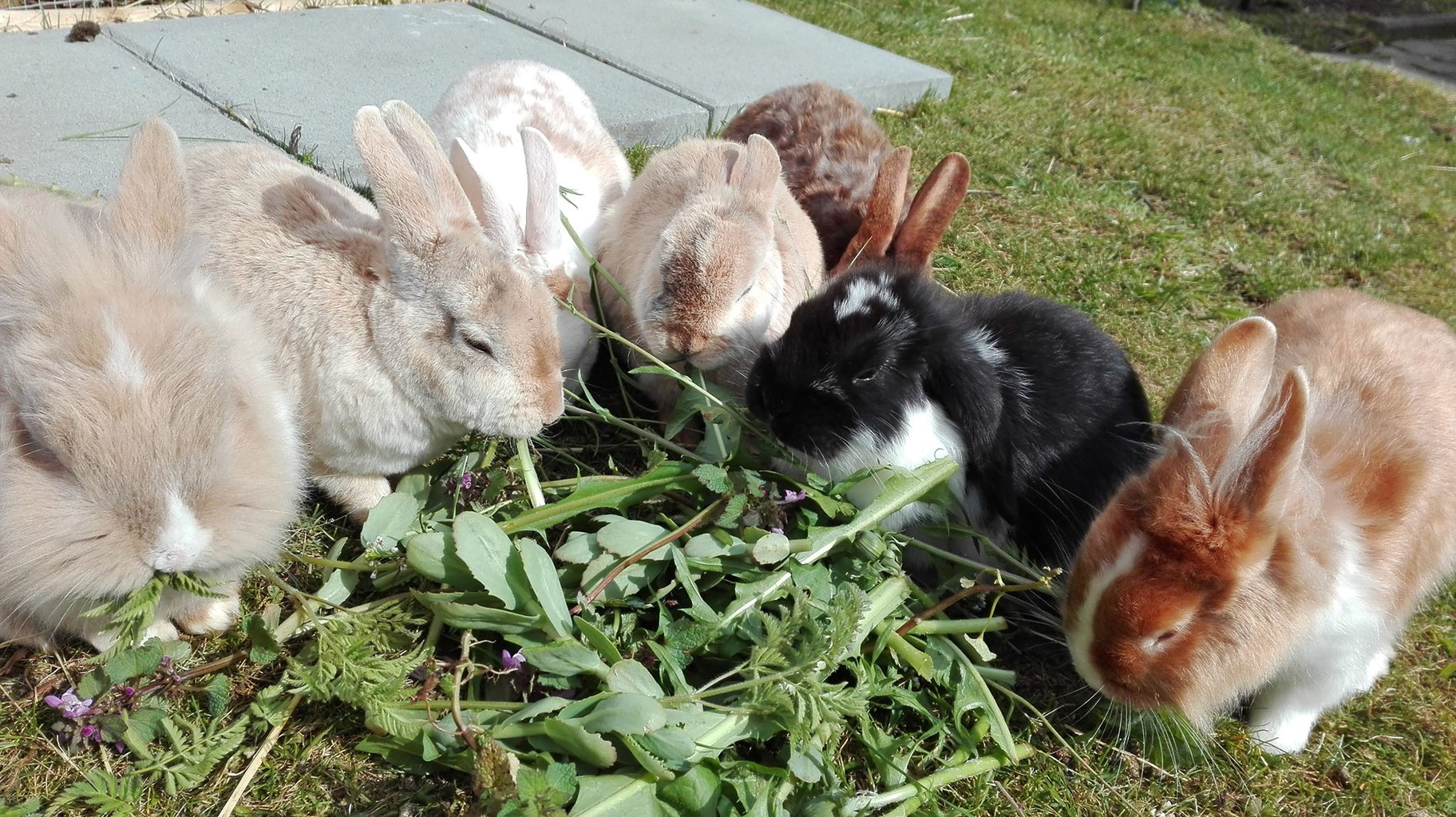 Artgerechte Ernährung Kaninchen kleintierevondergrubes Webseite!