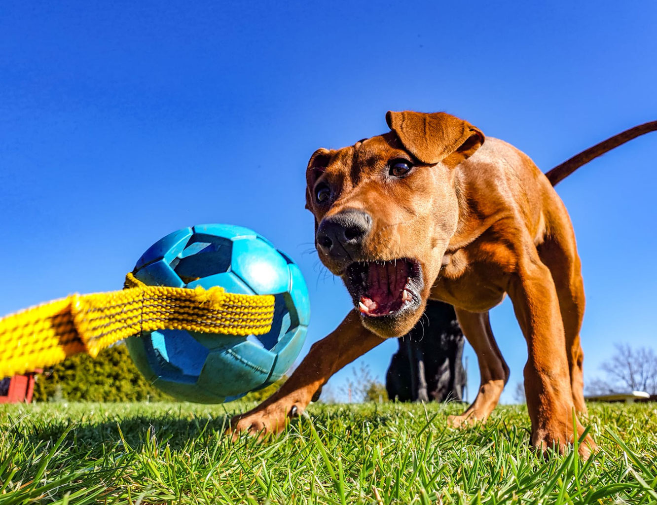 DOGS IN MOTION Die Online Challenge Landhun.de