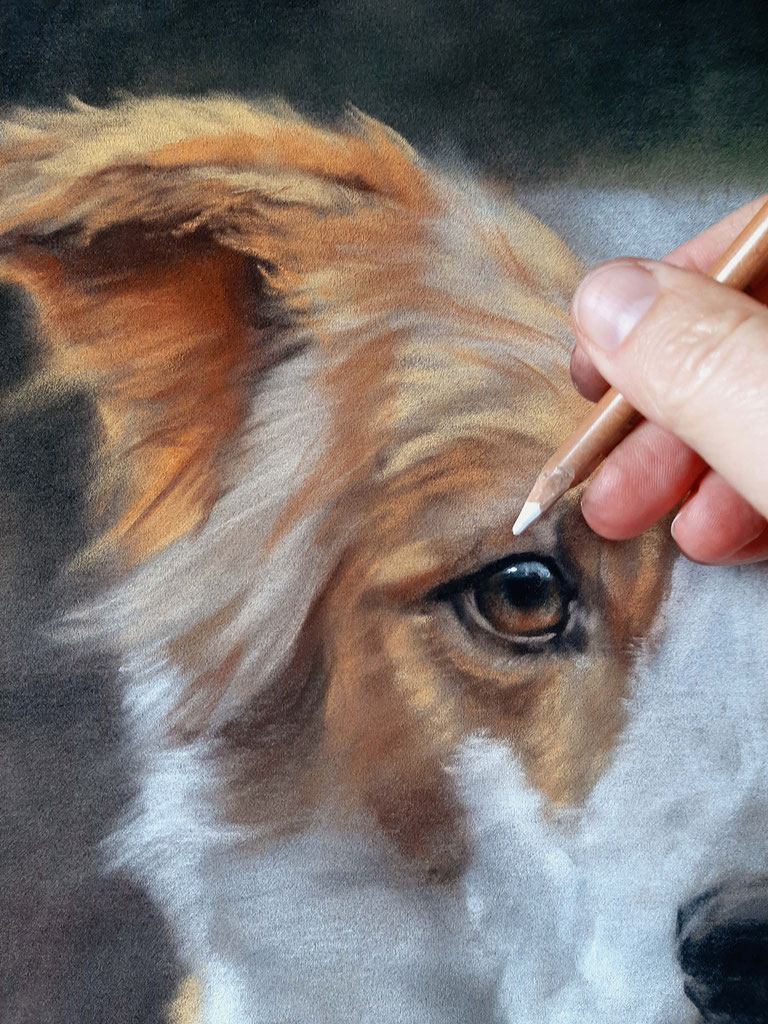 HUNDE ZEICHNEN - Katzportraits