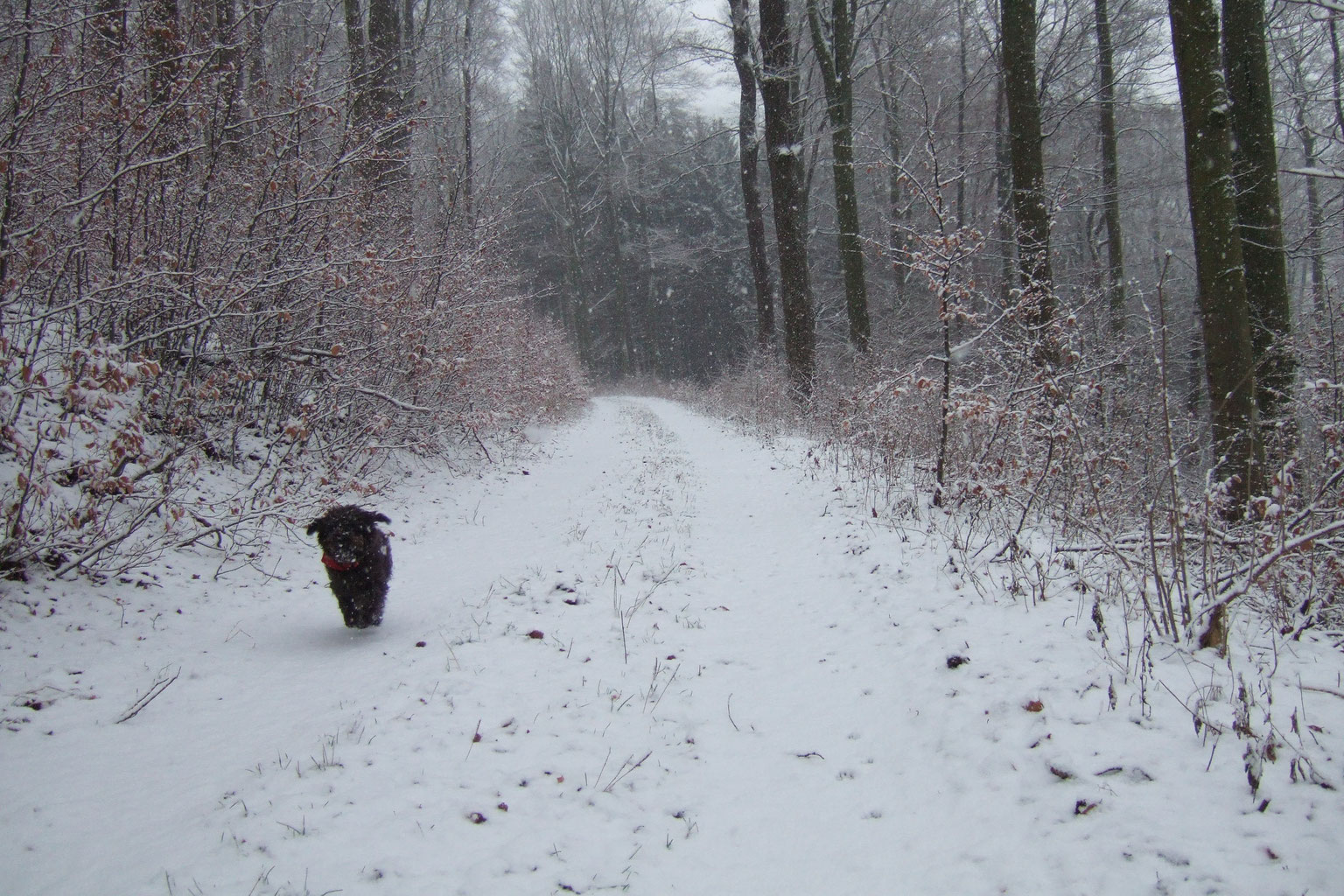 Sauerland Mit Hund