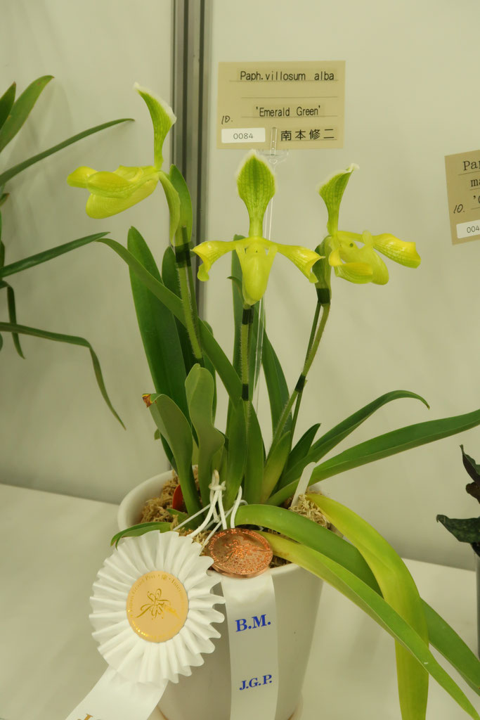 世界らん展2026 展示 - (株)東京オーキット・ナーセリー