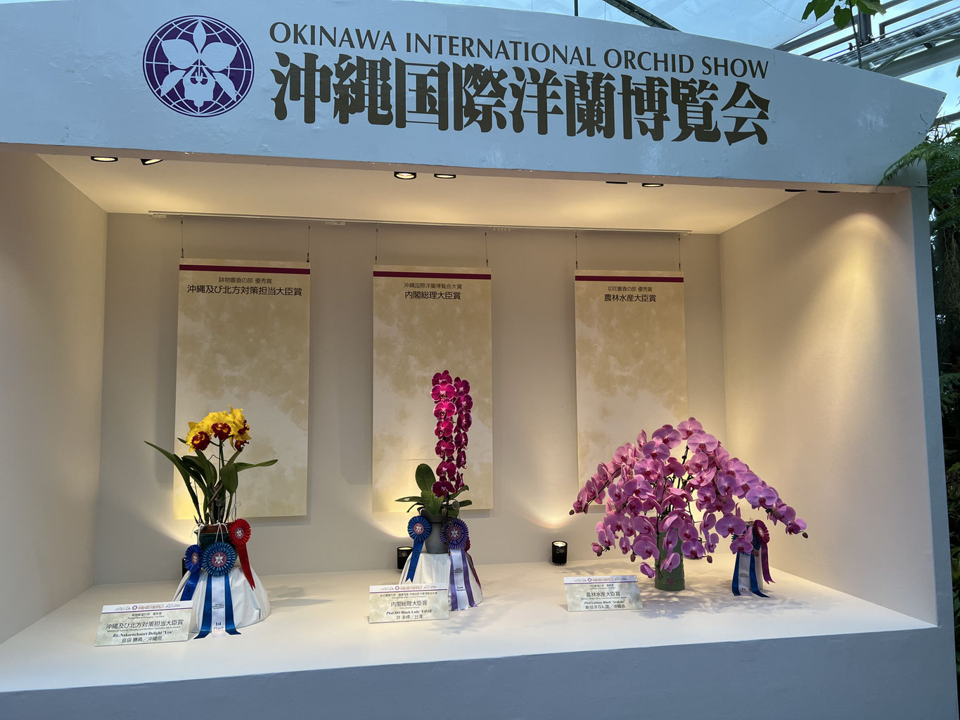 沖縄国際洋蘭博覧会入賞花 その1 - (株)東京オーキット・ナーセリー