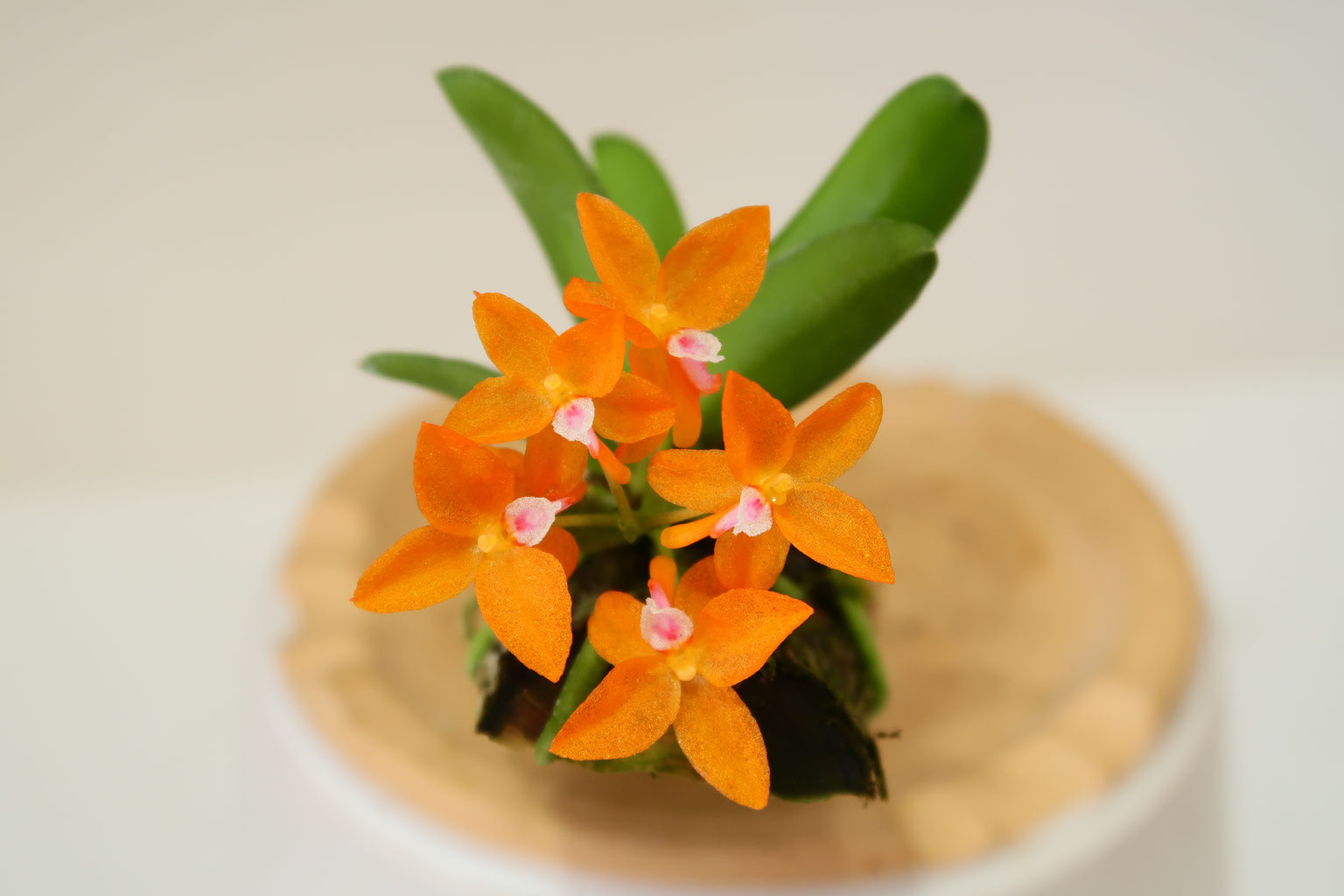 platystele orecboglossa 着生ラン南米ミニチュア洋蘭 - メルカリ