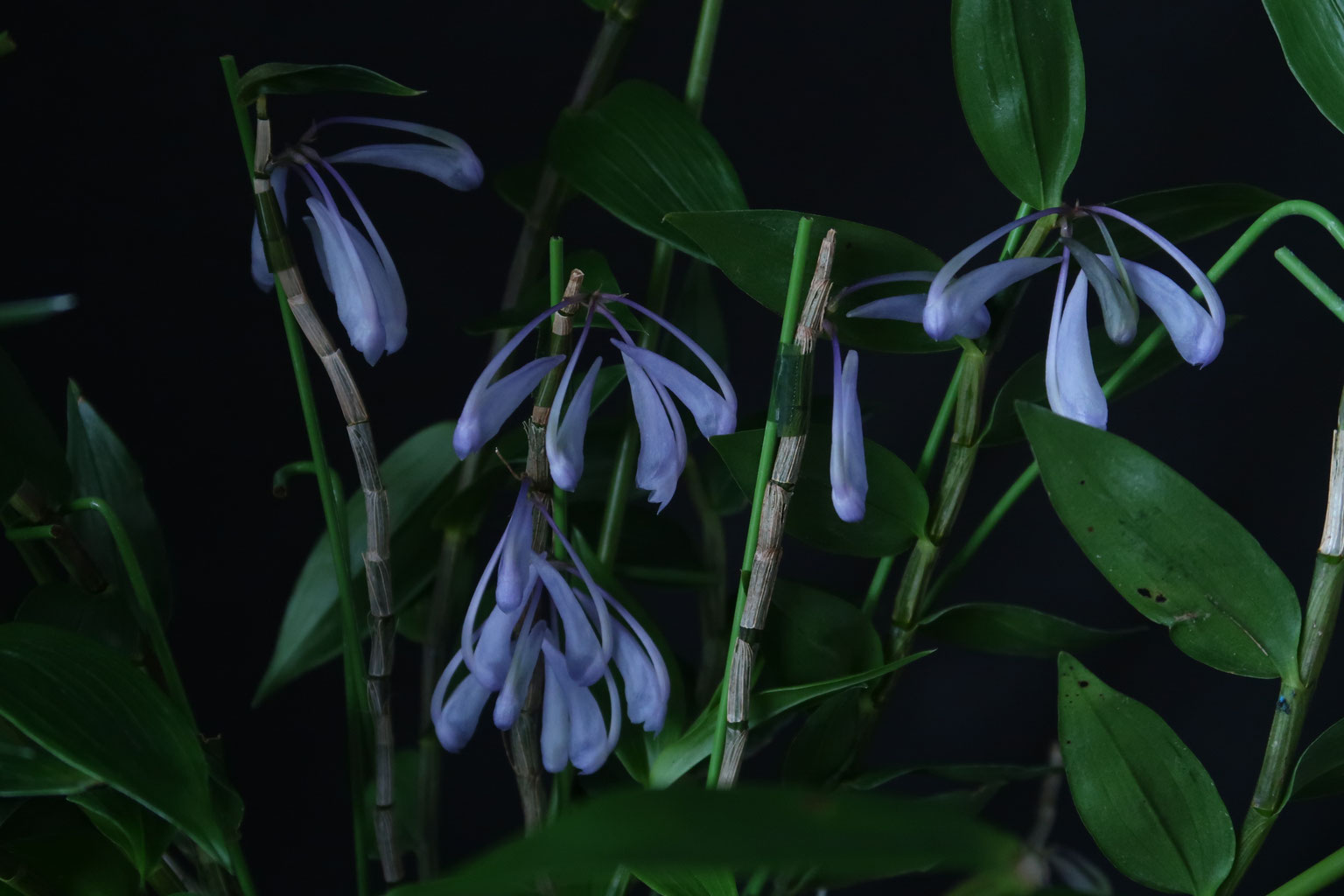 青いデンドロ咲きました！ - (株)東京オーキット・ナーセリー