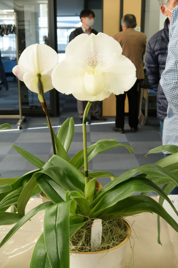 三島パフィオ鑑賞会入賞花① - (株)東京オーキット・ナーセリー