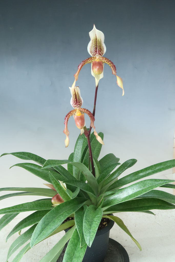 カンボジア産 奇形種 珍しい多花性咲きました！ - (株)東京オーキット・ナーセリー