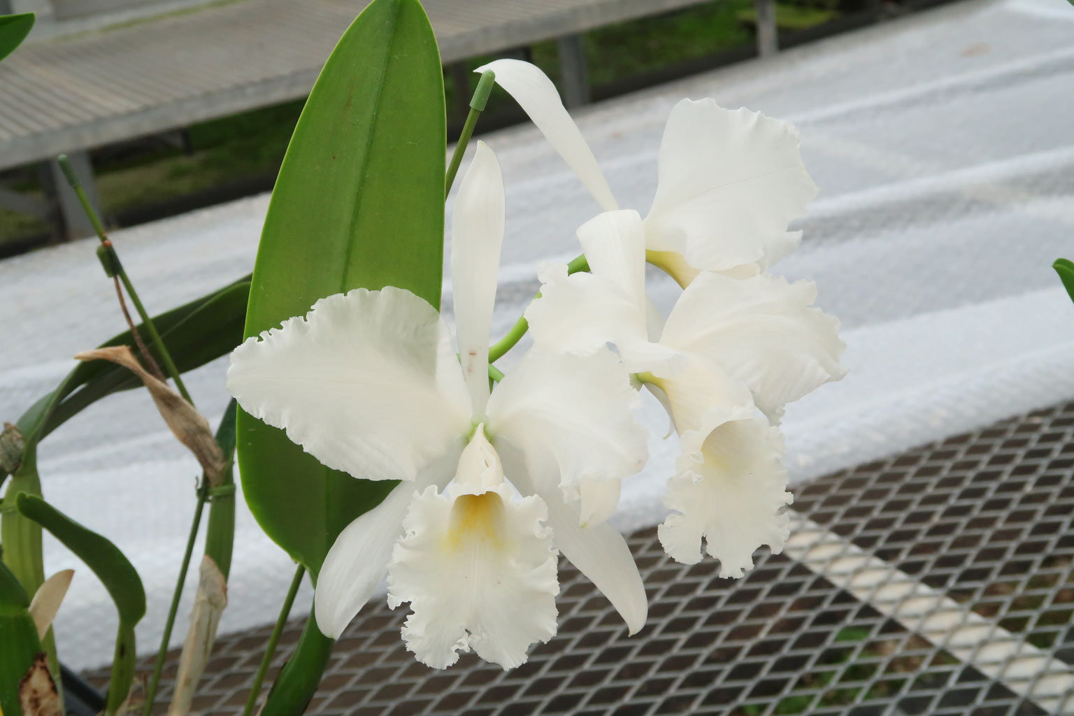 秋咲きのカトレア - (株)東京オーキット・ナーセリー