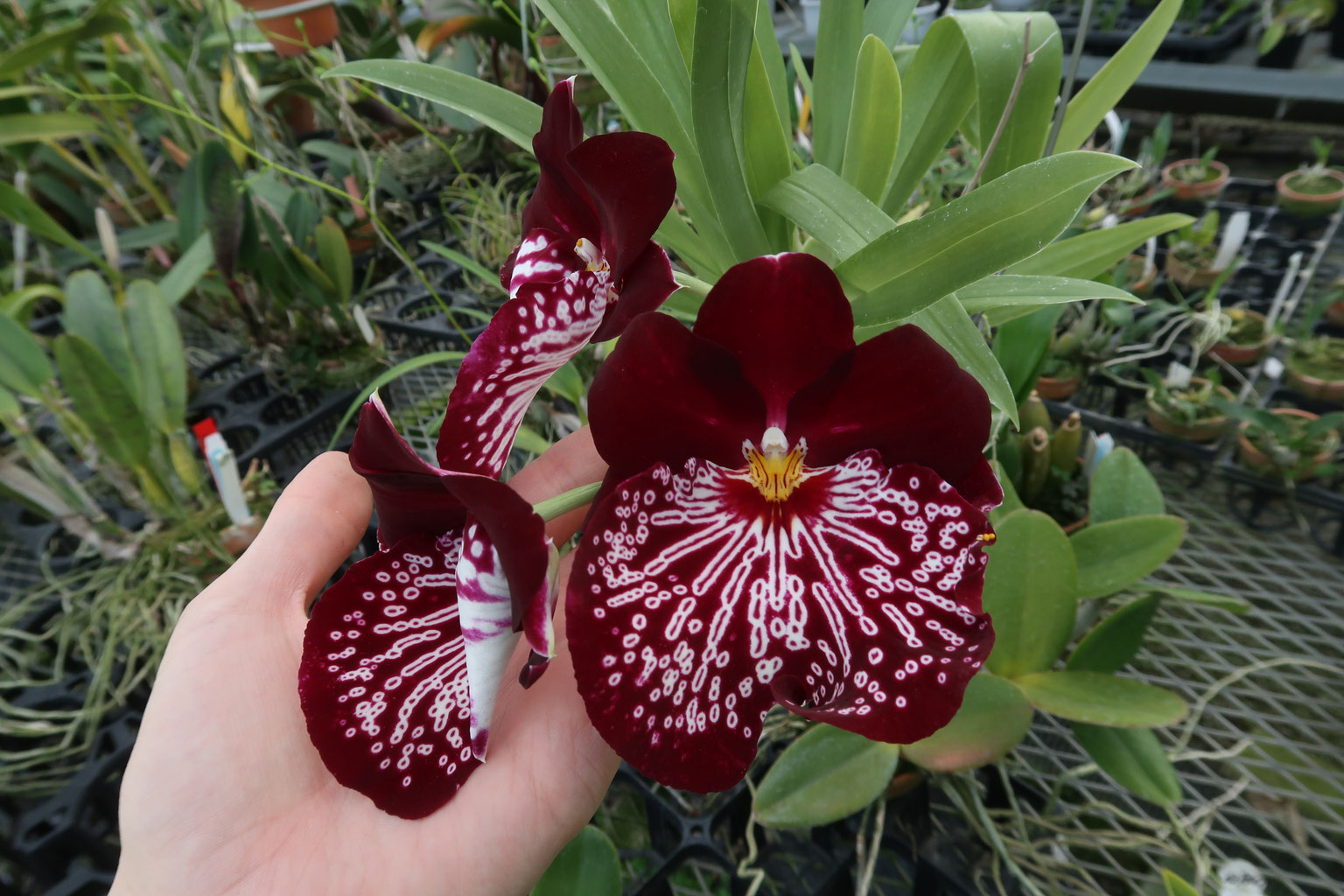 Single Purple Orchid in Denver CO - Lehrer's Flowers