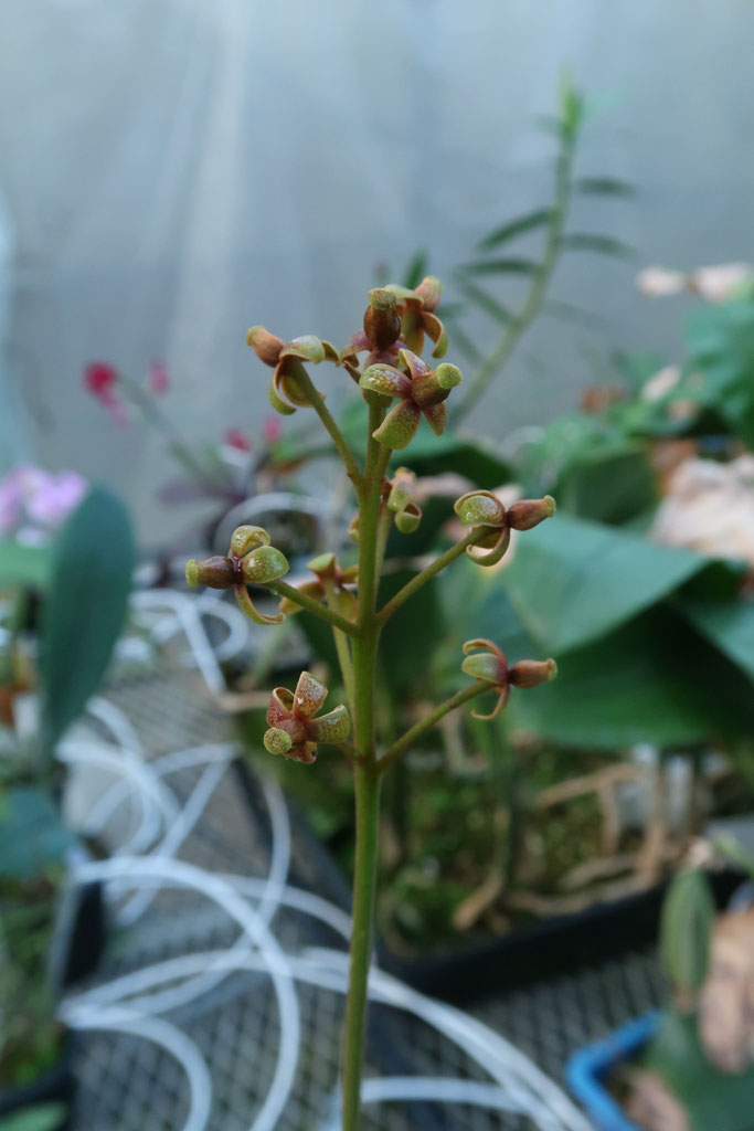 【植物らばー】 image.jpg