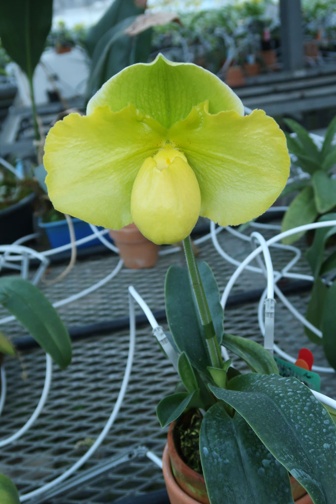 Orchid Zone社最後の銘花 - (株)東京オーキット・ナーセリー Orchid Zone社最後の銘花 - (株)東京オーキット・ナーセリー