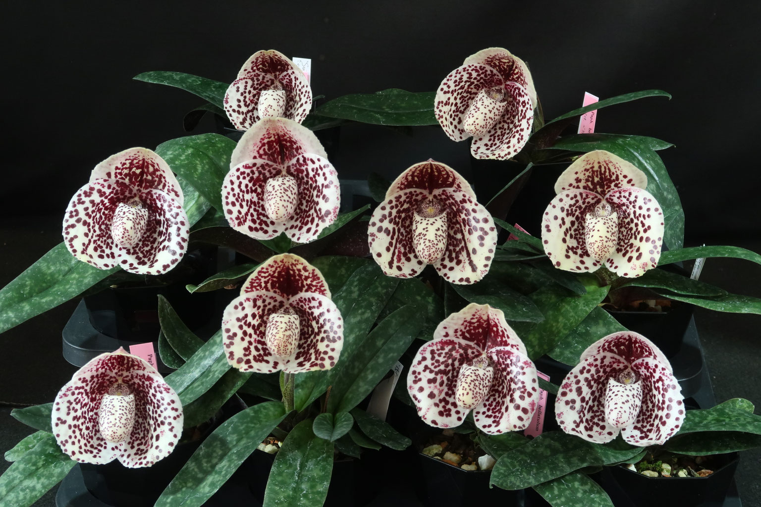 額縁★Orchid John Powell オーキッド ジョン・ポーウェル 額縁☆Orchid John Powell オーキッド ジョン・ポーウェル 商品