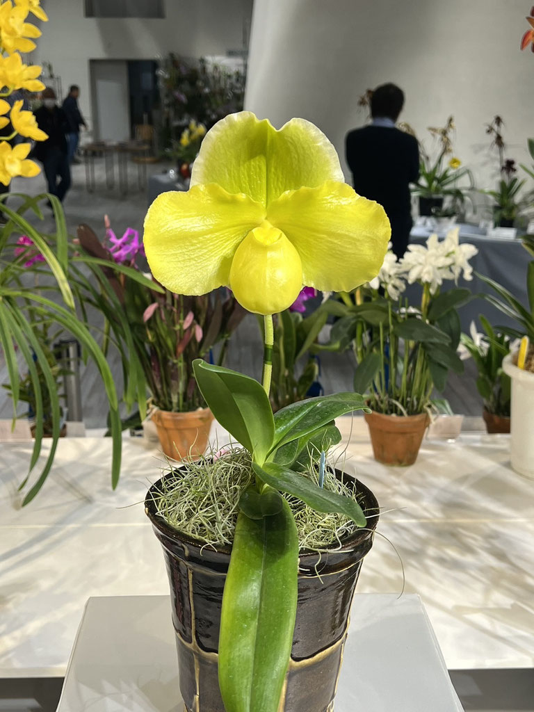 JOGA洋らん展・特別賞 - (株)東京オーキット・ナーセリー