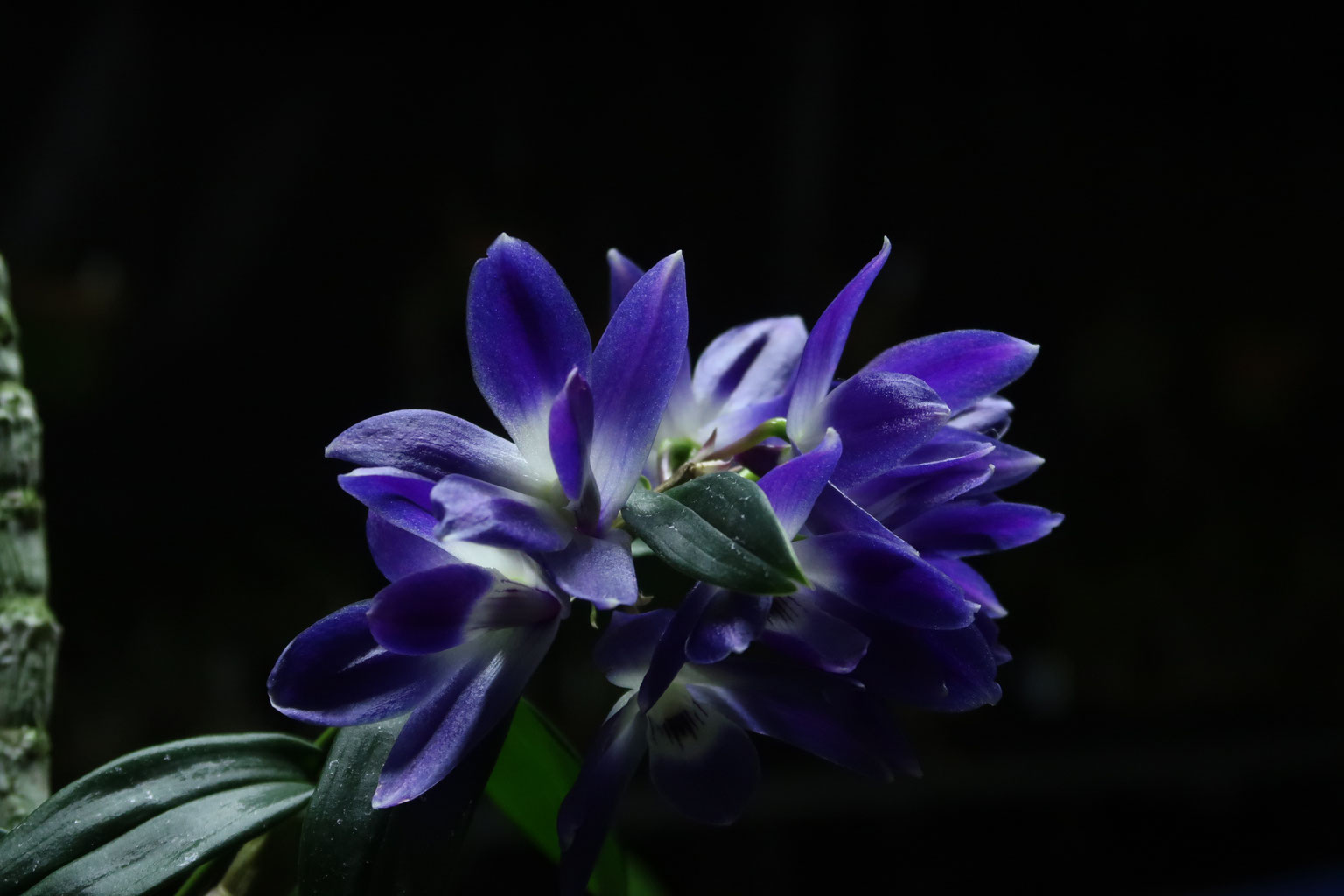 23 オルゴナイト　レムリアの青い石と薔薇と愛　予祝引き寄せ　ツインレイ電磁波 23 オルゴナイト レムリアの青い石と薔薇と愛 引き寄せ 電磁波 予祝