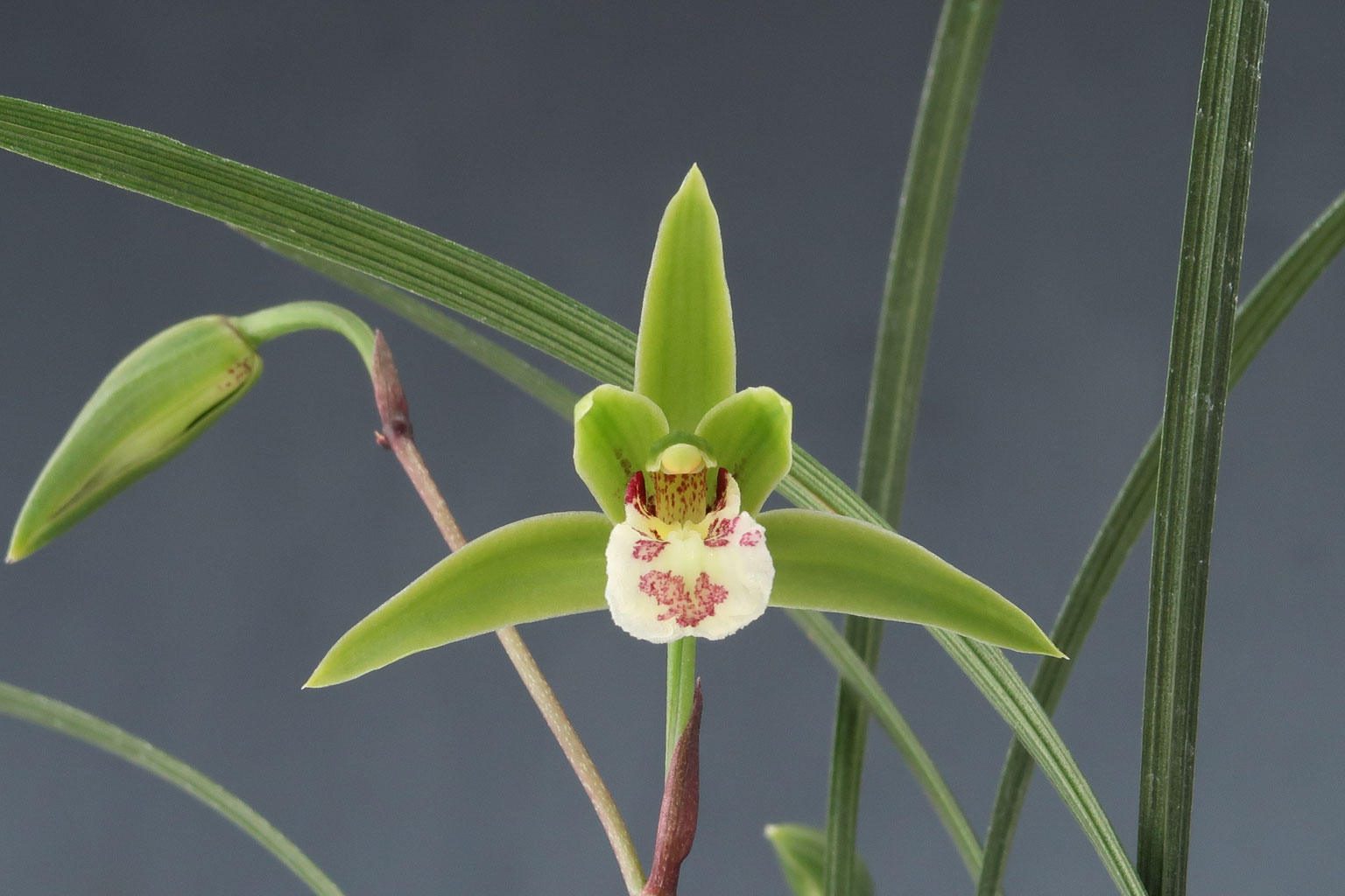 日本エビネ花譜 第4巻 補遺 春咲き種・夏咲き種・稀産種 エビネ | かぎけん花図鑑