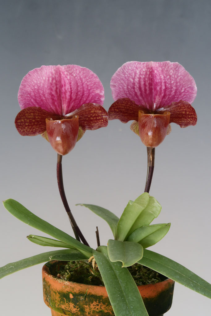 野の花 Orchid Zoneのcharleswarthii - (株)東京オーキット・ナーセリー