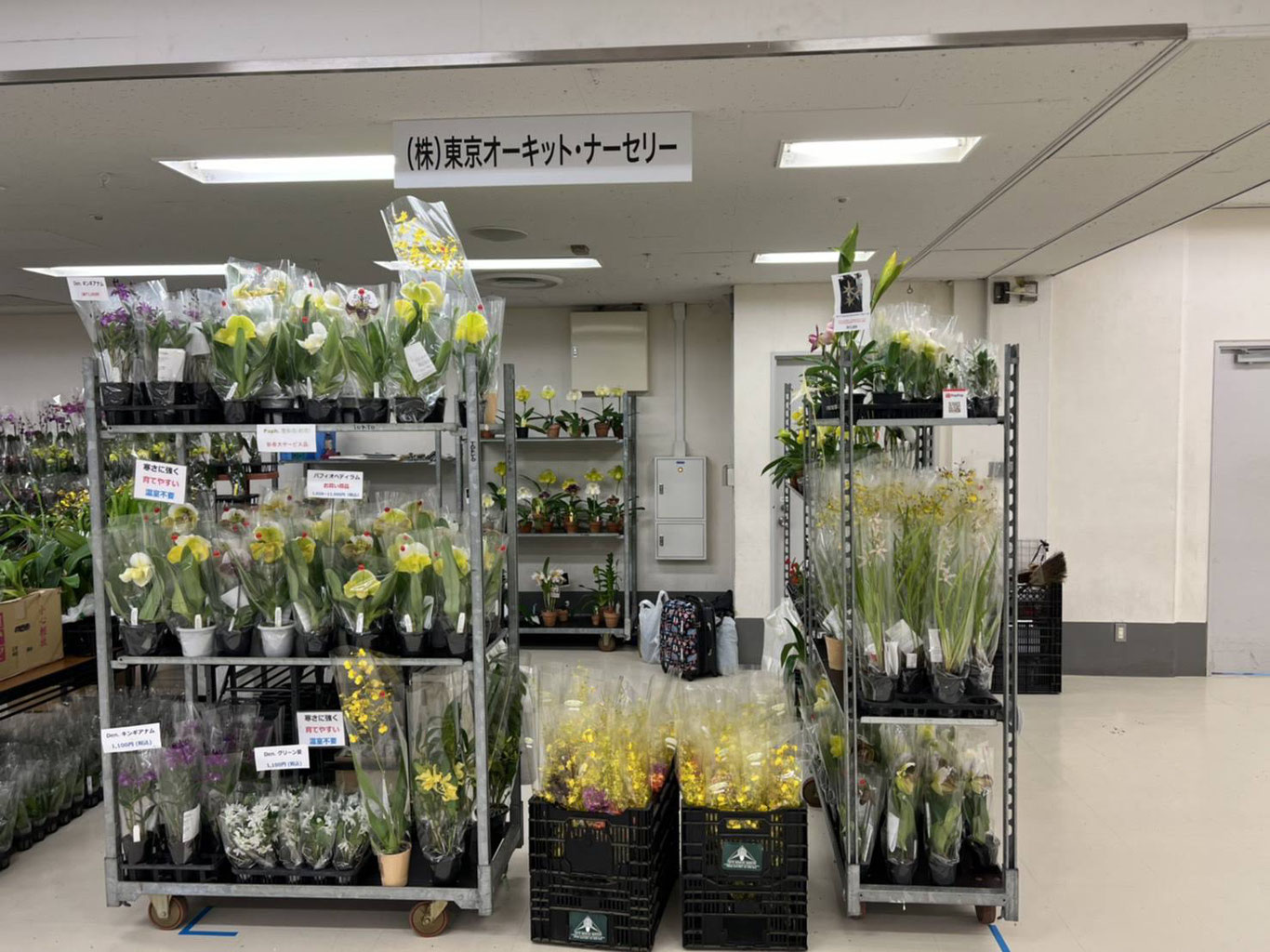 【ネオアコ希少UKオリジナル盤】The ORCHIDS/ Epicurean… サンシャインシティ世界のらん展搬入 - (株)東京オーキット