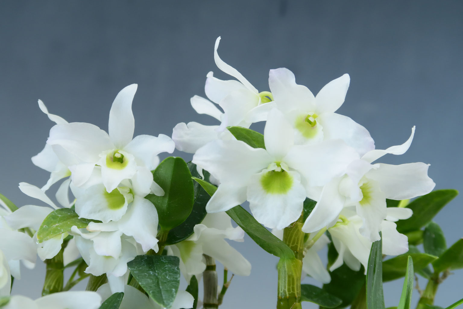 抽象的なパステル画 植物と球体宙花 抽象的なパステル画 植物と球体宙花