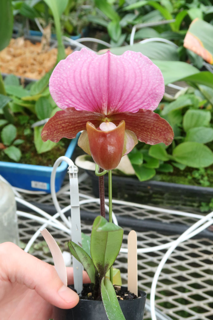 大きな初花咲きました！ - (株)東京オーキット・ナーセリー