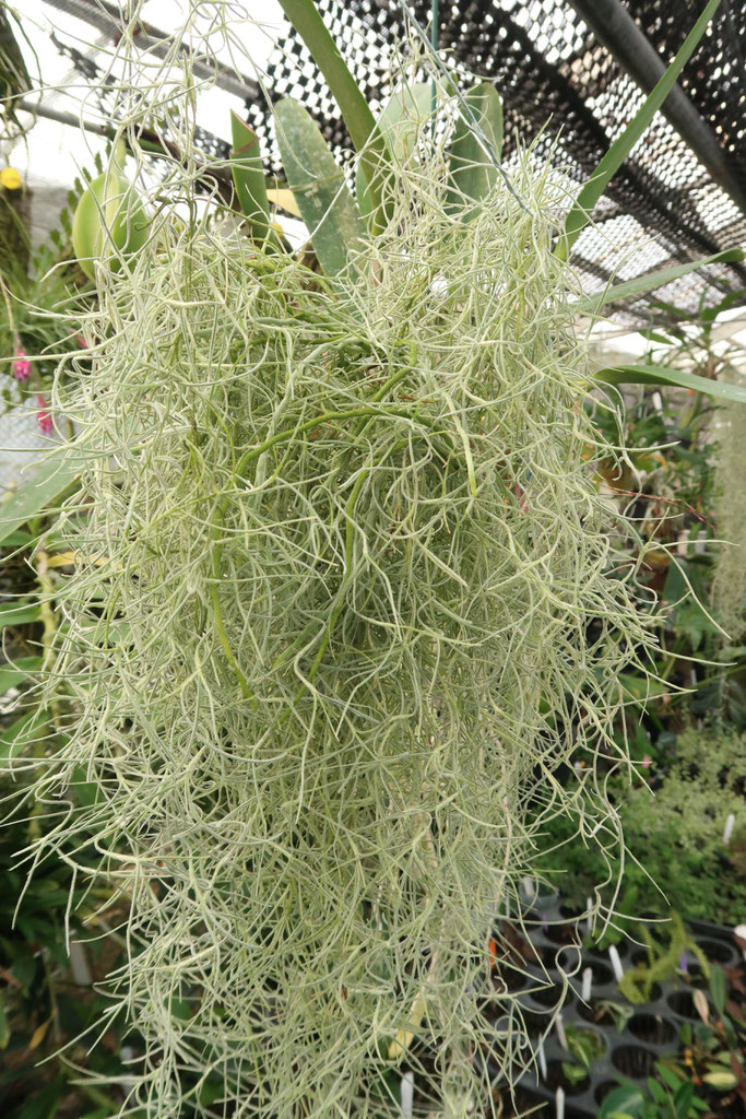 Ghost Orchidsの花芽！ - (株)東京オーキット・ナーセリー