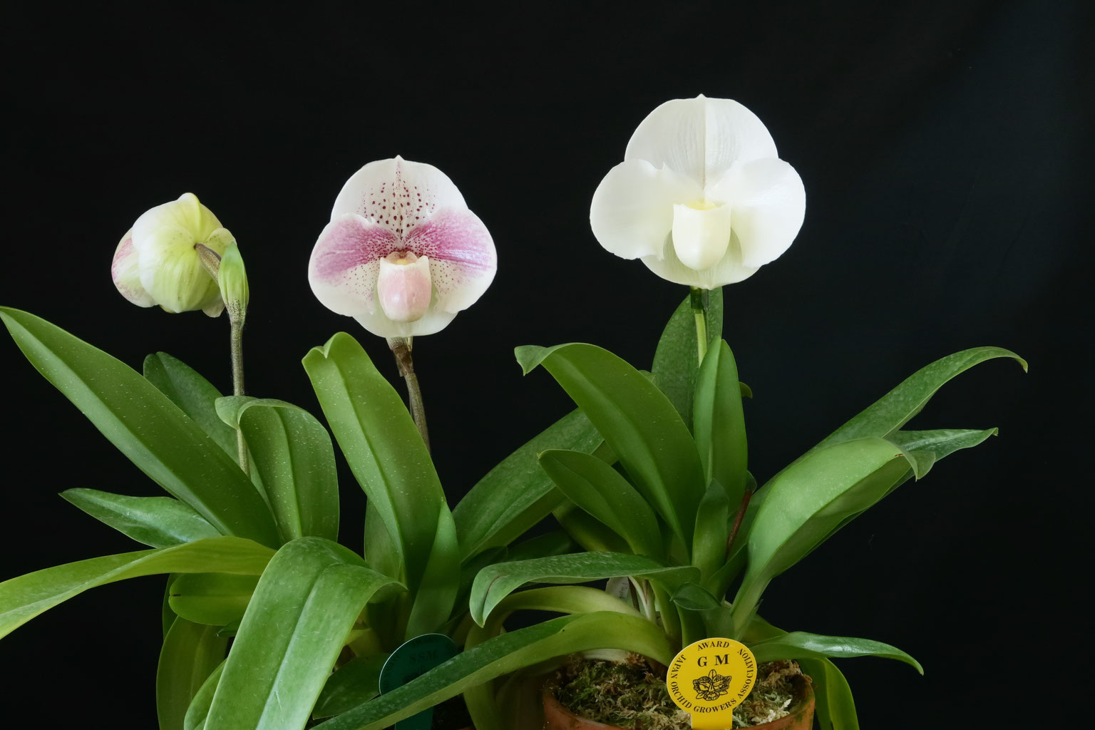 光の花石❇️希少 イジェン産 クォーツ フラワークラスター 大 希少原石・高品質]マダガスカル産ファントムファイアークォーツ