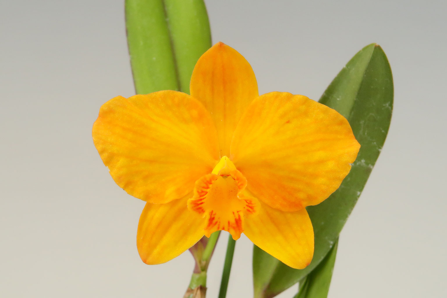 カトレア　コクシネア　オーレア CameChlo | C. coccinea f. aurea（カトレア コクシネア オーレア）