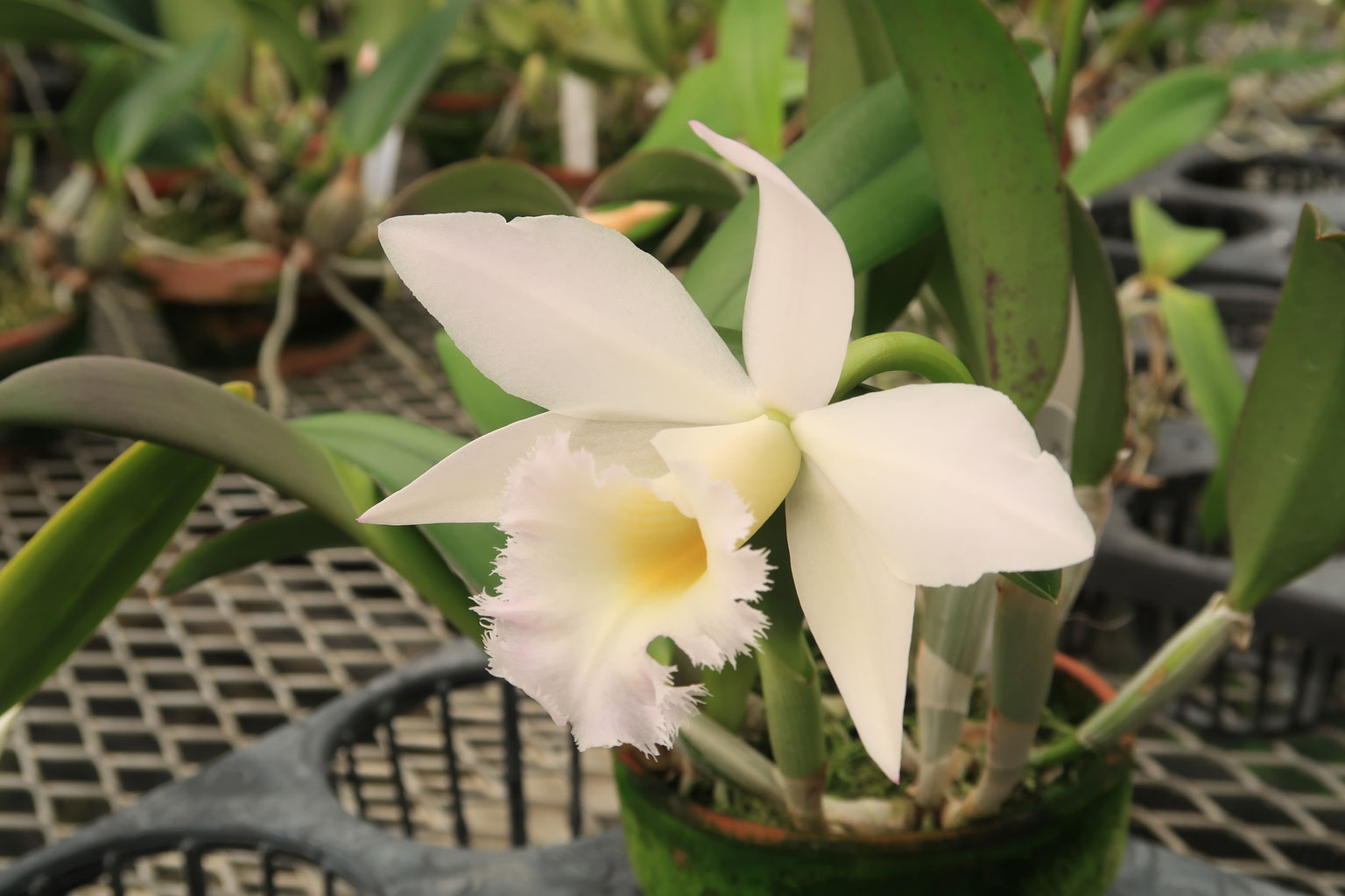 SPINGEAR - Hydrangea CATTLEYA