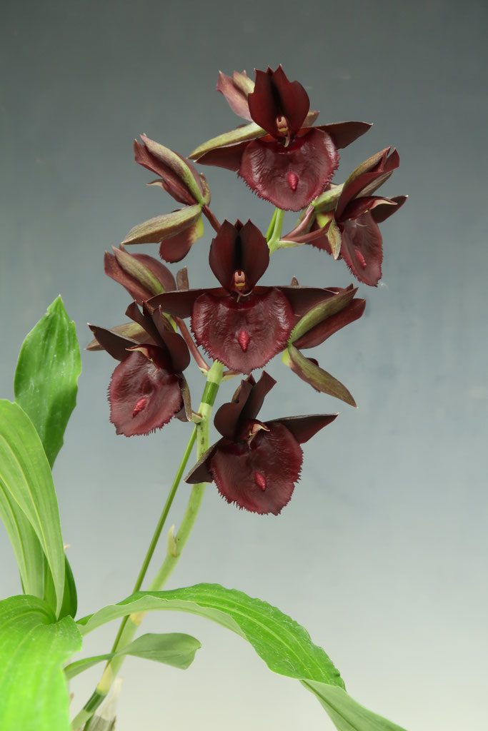 かっこいいワインレッドの花！ - (株)東京オーキット・ナーセリー