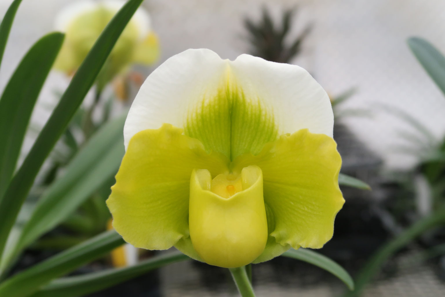 最初の初花！ (TB19-195) - (株)東京オーキット・ナーセリー