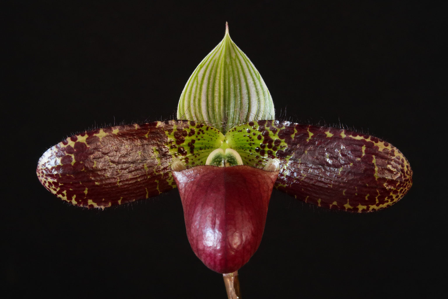 シナリー　CFPなど　hana様 シナリー CFPなど hana様 HK CENTRIC V.2 – THE BLOMSTRE