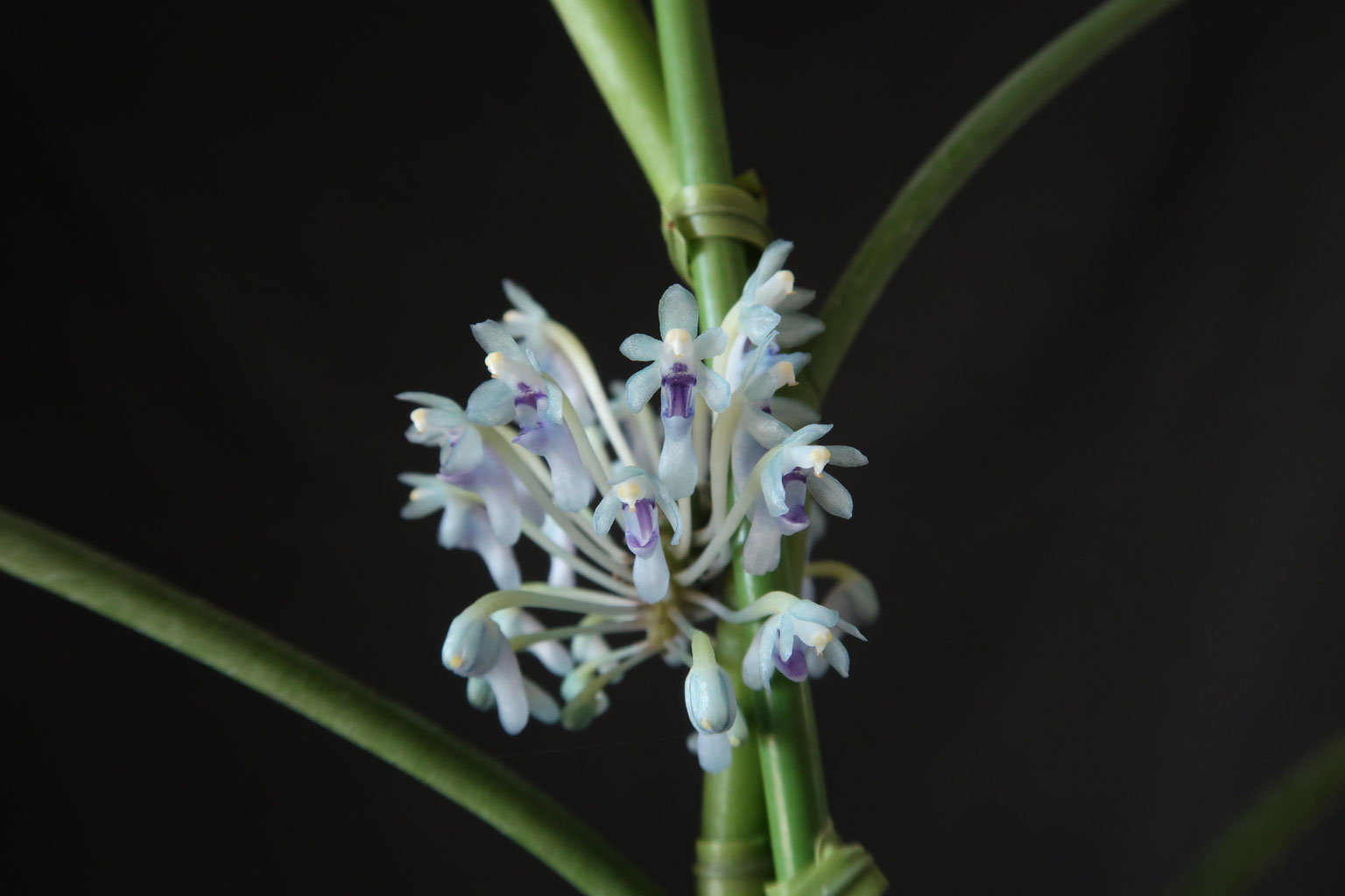 洋蘭原種 (199) ボルネオの青い蘭 良株 Cleisocentron gokusingii