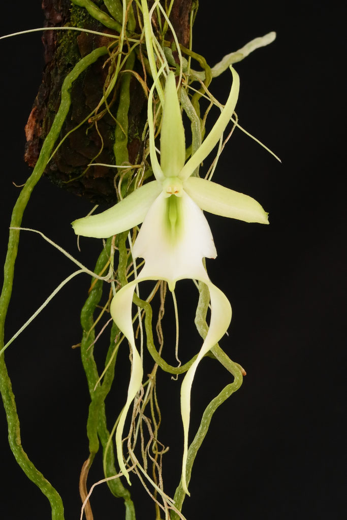 洋蘭 原種 稀少種 Polyrrhiza. lindenii 開花株 幽霊蘭（洋蘭
