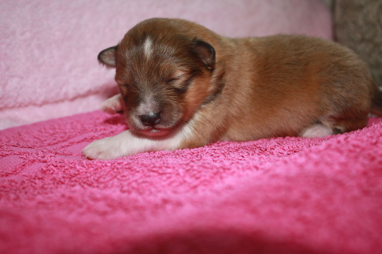 Über meine Zucht/about my kennel Crazy Karma Shelties