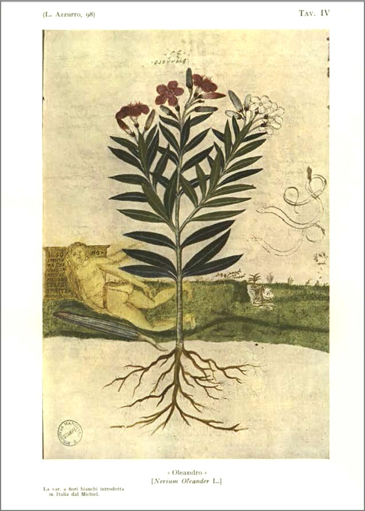 images Poisonous Oleander Drawing der oleander ein zeitreisender